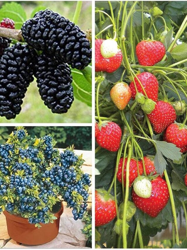 10 Super foods that improve your Brain Memory.